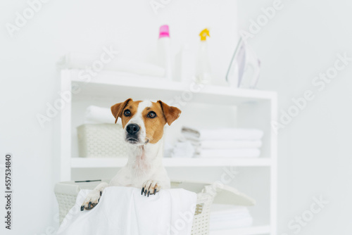 Indoor shot of pedigree dog in laundry basket with white linen in bathroom, console with folded towels, iron and detergents in background © VK Studio