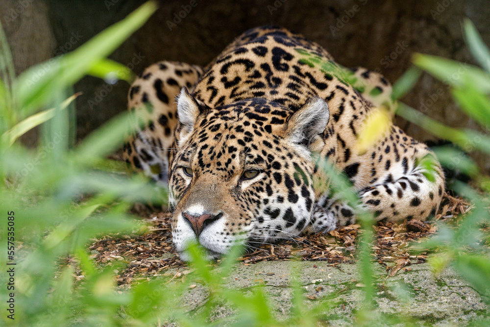 Obraz premium Relaxing Jaguar