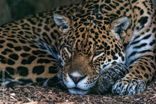Jaguar  © Martin