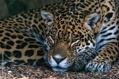 Jaguar 