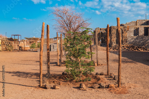 Reforestation with a lone  tree growing at Kalacha Town, Kenya photo