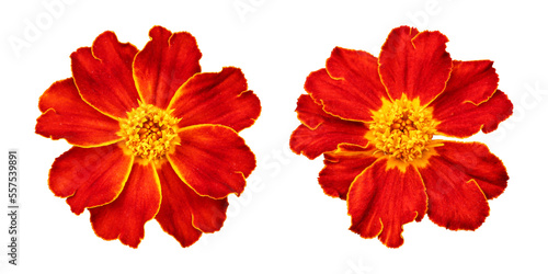 Red orange marigold flower isolated on transparent background