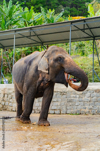 Asian elephant in captivity. Elephant riding in Dalat in Vietnam. 