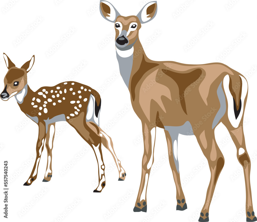 White tailed deer - doe with fawn White tailed deer - doe with fawn