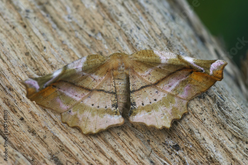 Closeup on the the lilac beauty geometer moth, Apeira syringaria sitting on wood with spread wings photo