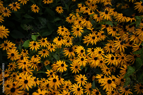 A lovely field of yellow coneflowers
