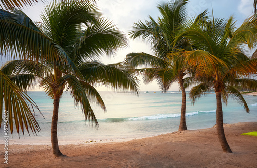 Mexico Caribbean coast tropical beach with coconut palm trees.