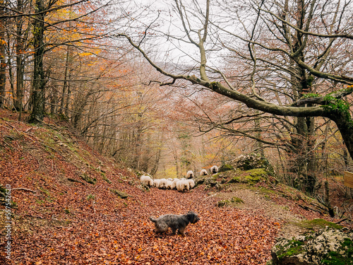 shepherd dog leading flock of sheep