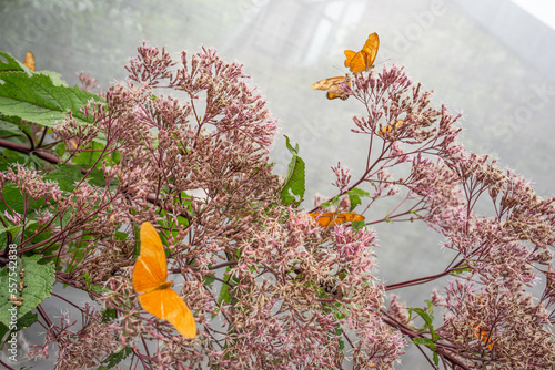 Orange butterflies and pink flowers