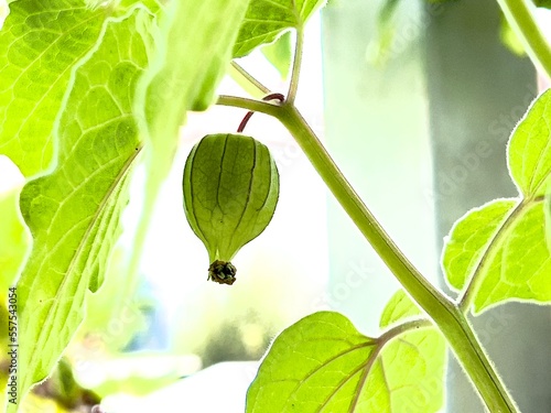 Physalis - Kapstachelbeere