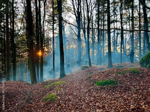 morning in the forest