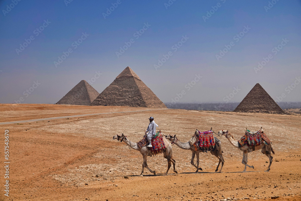 Fototapeta premium Three camels before the Pyramids of Giza