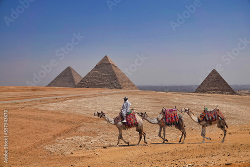 Three camels before the Pyramids of Giza