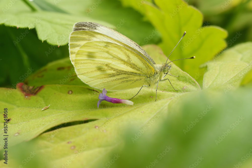 Closeup on a Green-veined wihte butterfly, Pieris napi, sitting in foliage Closeup on a Green-veined wihte butterfly, Pieris napi, sitting in foliage