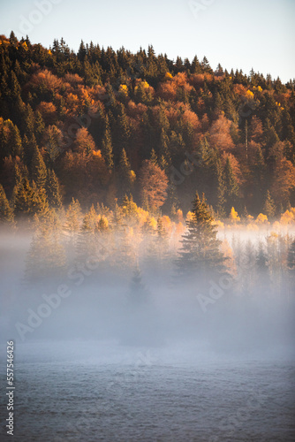 Mystical forest landscape i...
