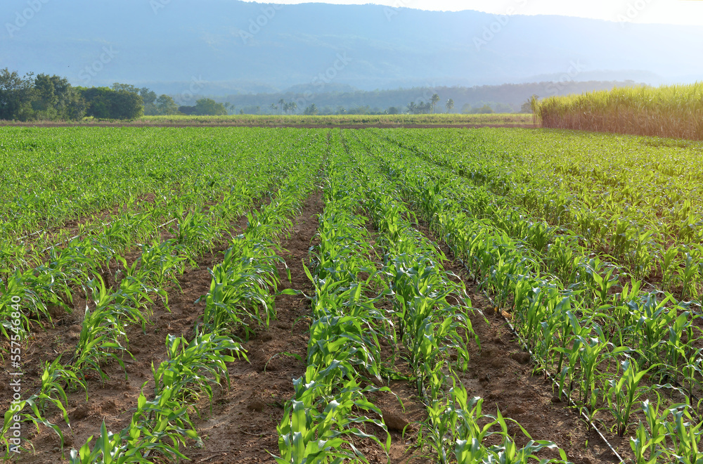 Corn planting season