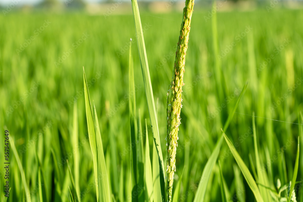 beautiful green and growing rice fields beautiful green and growing rice fields