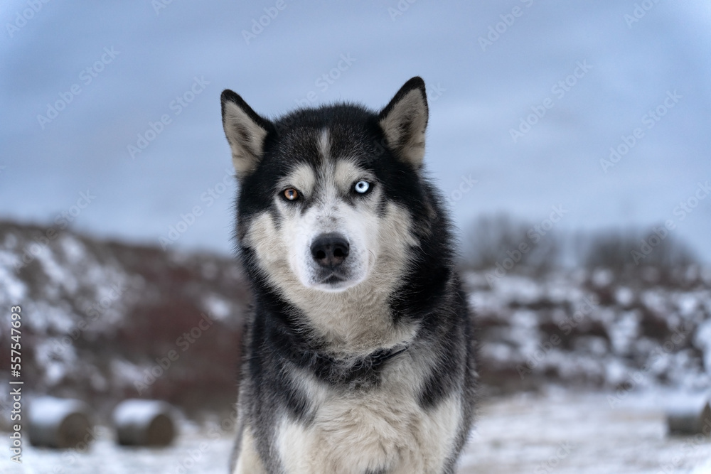 Beautiful husky dog with multi-colored eyes on a winter day in nature, close-up photo. Beautiful husky dog with multi-colored eyes on a winter day in nature, close-up photo.
