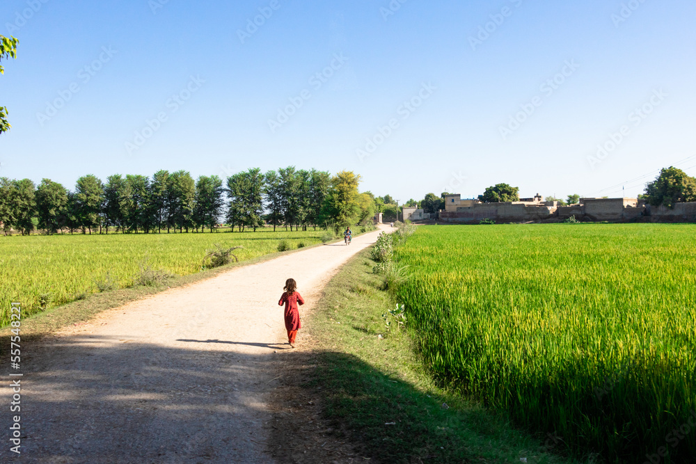 Fototapeta premium beautiful green and growing rice fields 