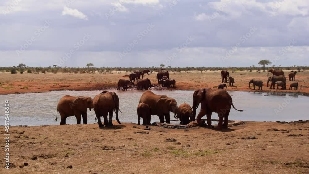 Video von einer Elefanten Herde beim Wassertrinken in der Afrikanischen Steppe in Kenia Video von einer Elefanten Herde beim Wassertrinken in der Afrikanischen Steppe in Kenia