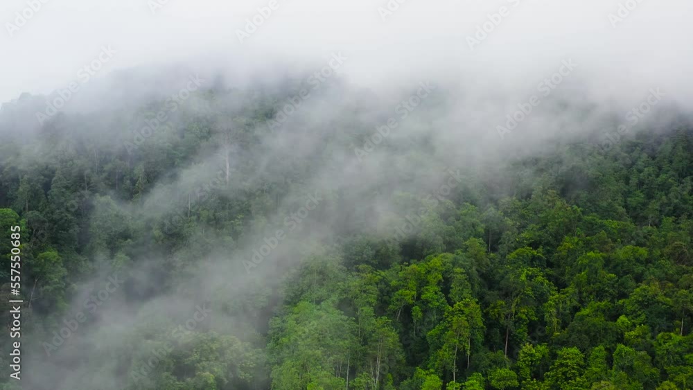 Top view of green forest in the mountains covered with fog and clouds. Mystical landscape. Sri Lanka. Top view of green forest in the mountains covered with fog and clouds. Mystical landscape. Sri Lanka.