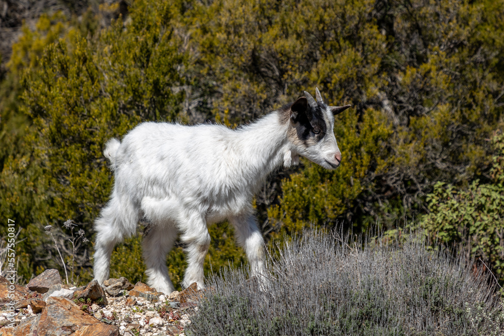 Fototapeta premium Der Zauber von Sardinien