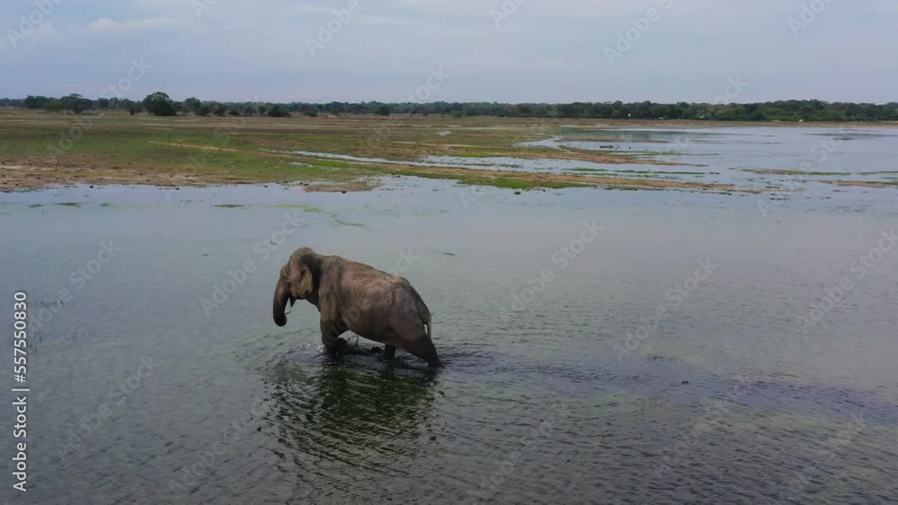 Wild elephant in the lake in the national park. Wild animals. Sri Lanka. Wild elephant in the lake in the national park. Wild animals. Sri Lanka.