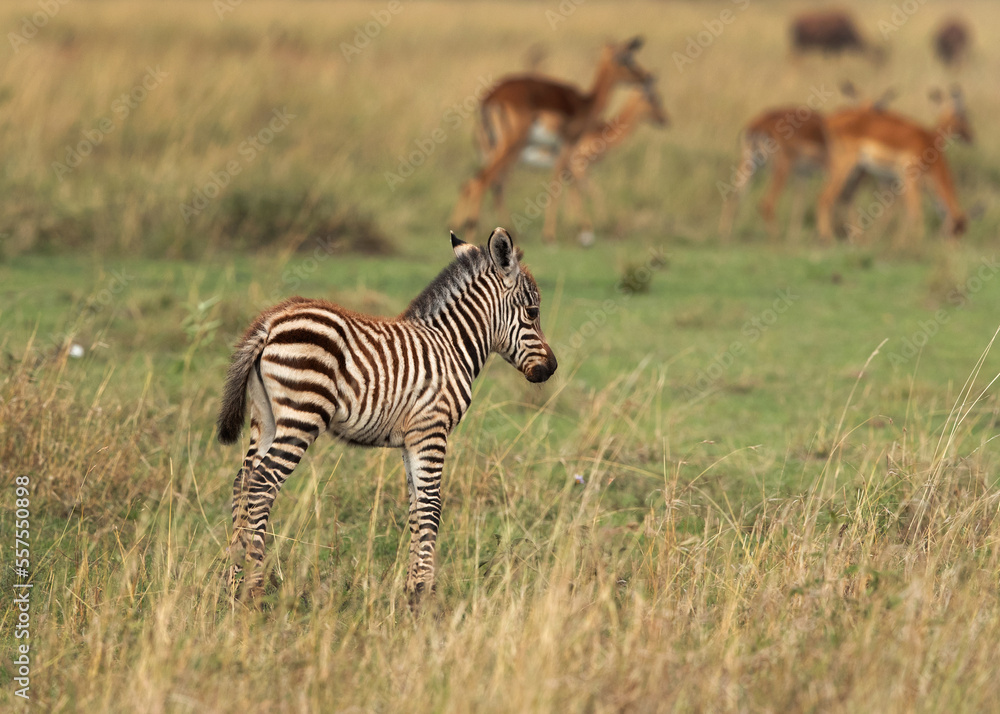 Obraz premium A Zebra foal at Savannah grassland, Masai Mara