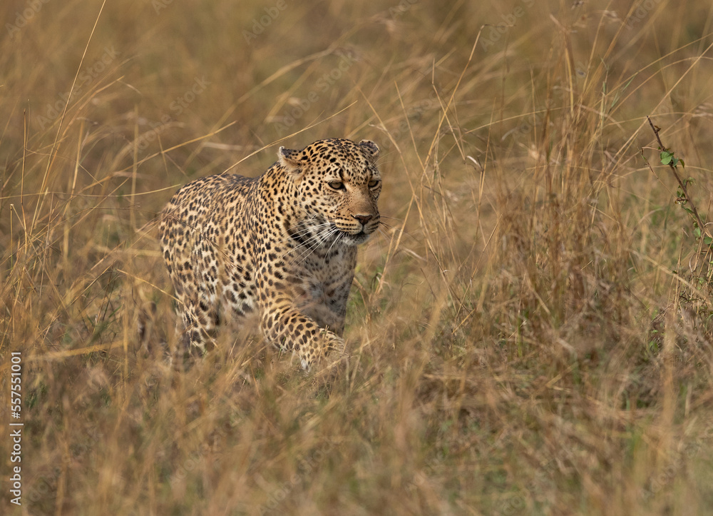 Portrait of a leopard taken while walking in the grasses, Masai Mara. Portrait of a leopard taken while walking in the grasses, Masai Mara.