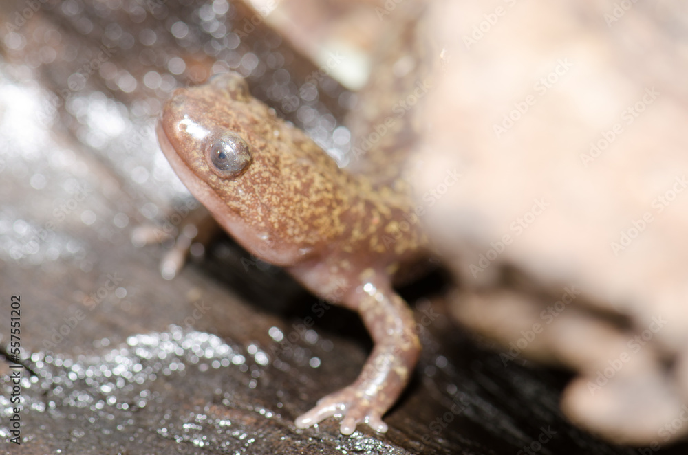 Obraz premium Ezo salamander Hynobius retardatus. Under controlled conditions. Shiretoko Peninsula. Nemuro Subprefecture, Hokkaido, Japan.
