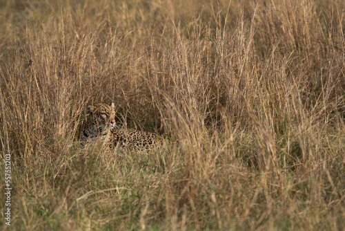 Leopard relaxing in tall grasses, Masai Mara. © Dr Ajay Kumar Singh
