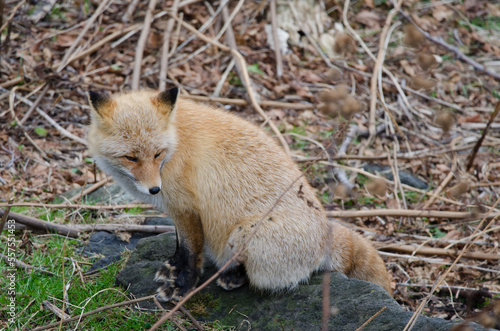 Fototapeta Naklejka Na Ścianę i Meble -  Ezo red fox Vulpes vulpes schrenckii. Utoro. Shiretoko Peninsula. Hokkaido. Japan.