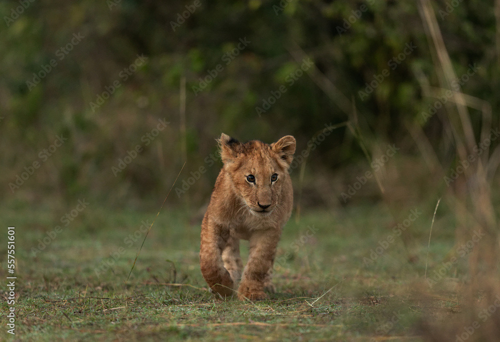 A royal walk of a Lion cub, Masai Mara, Kenya A royal walk of a Lion cub, Masai Mara, Kenya