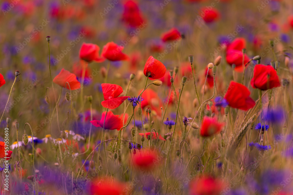 Obraz premium Meadow with beautiful bright red poppy flowers