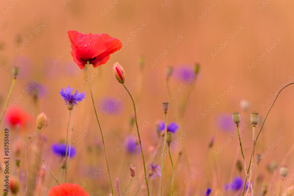 Obraz premium Meadow with beautiful bright red poppy flowers. Cornflower in Background
