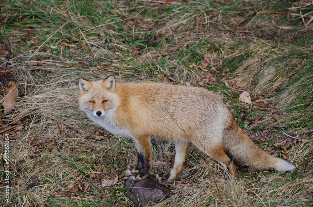 Fototapeta premium Ezo red fox Vulpes vulpes schrenckii. Utoro. Shiretoko Peninsula. Hokkaido. Japan.