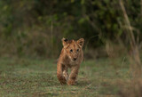 A royal walk of a Lion cub, Masai Mara, Kenya