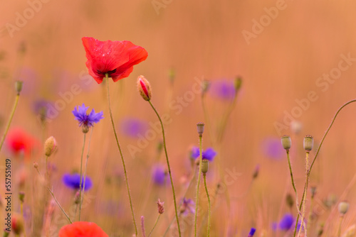 Meadow with beautiful bright red poppy flowers. Cornflower in Background