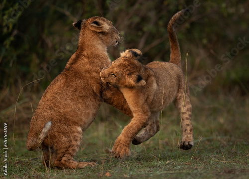 Lion cubs playing at Masai Mara  Kenya