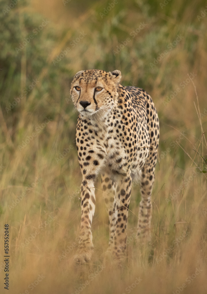 Portrait of a Cheetah walking savannah, Masai Mara Portrait of a Cheetah walking savannah, Masai Mara