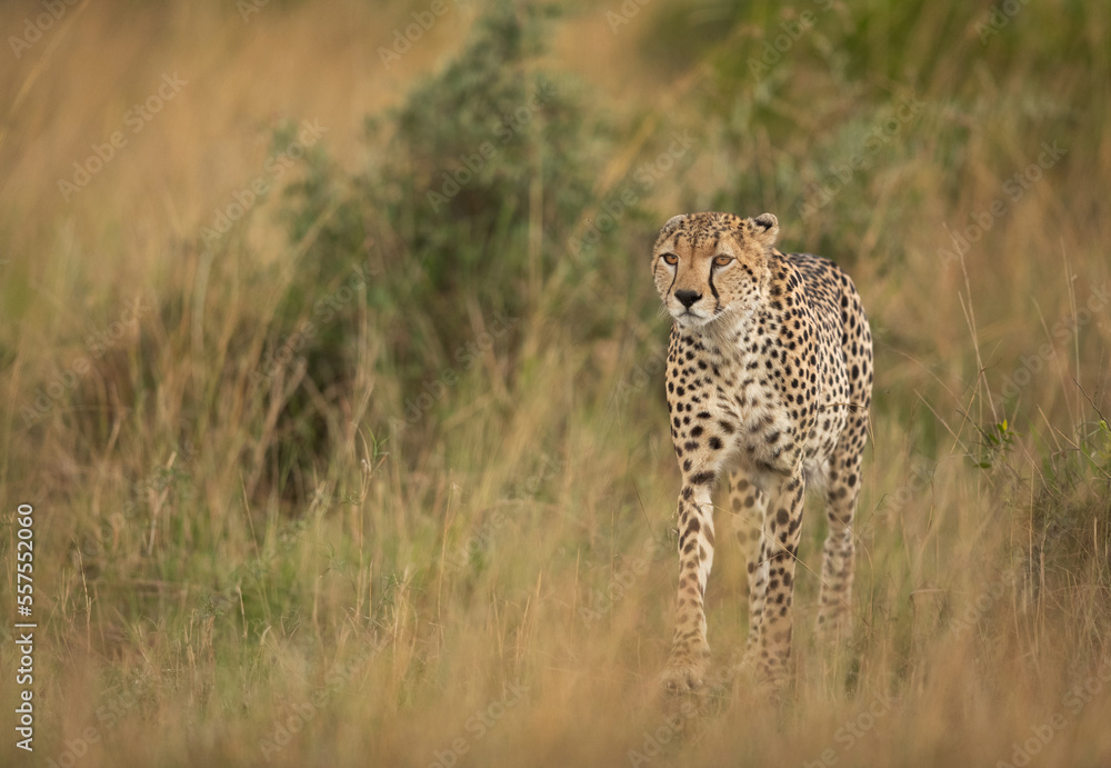 Naklejka premium Portrait of a Cheetah walking savannah, Masai Mara