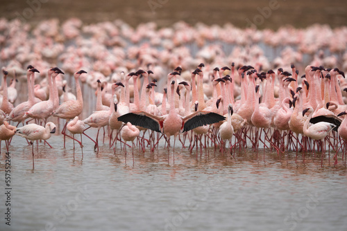 Lesser Flamingosdancing at Amboseli national park, Kenya