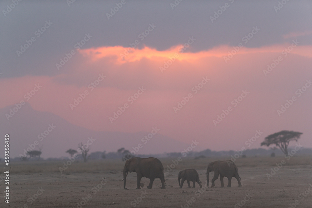 African elephants during sunset at Amboseli, Kenya