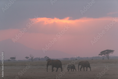 African elephants during sunset at Amboseli  Kenya