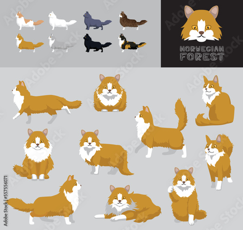 Fototapeta Naklejka Na Ścianę i Meble -  Cat Norwegian Forest Cartoon Vector Illustration Color Variation Set