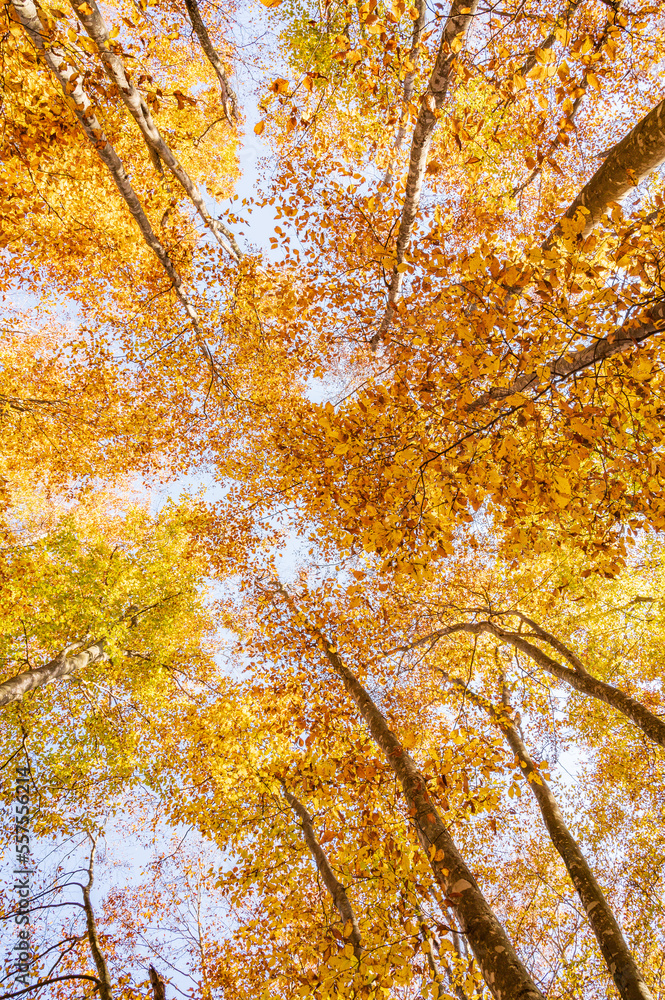新潟　秋の美人林