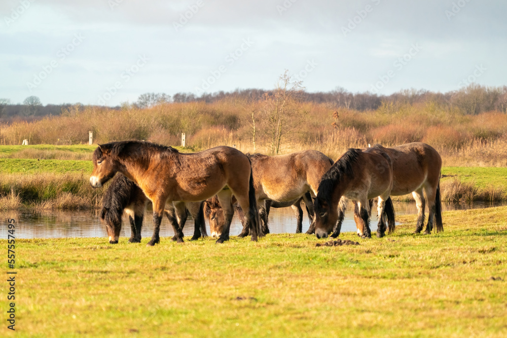 A herd of wild Exmoor ponies, against a blue sky in a nature reserve in Fochteloo, The Netherlands. Selective focus, food, blue, sun.