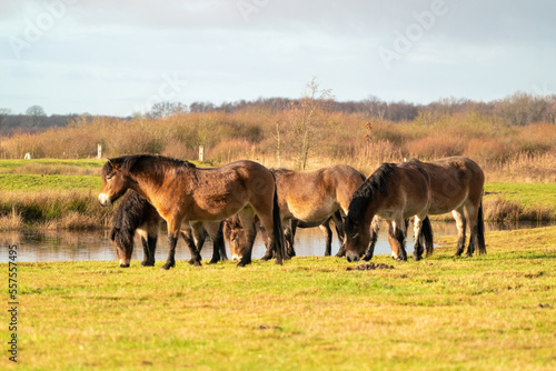 Obraz na płótnie A herd of wild Exmoor ponies, against a blue sky in a nature reserve in Fochteloo, The Netherlands. Selective focus, food, blue, sun. w salonie