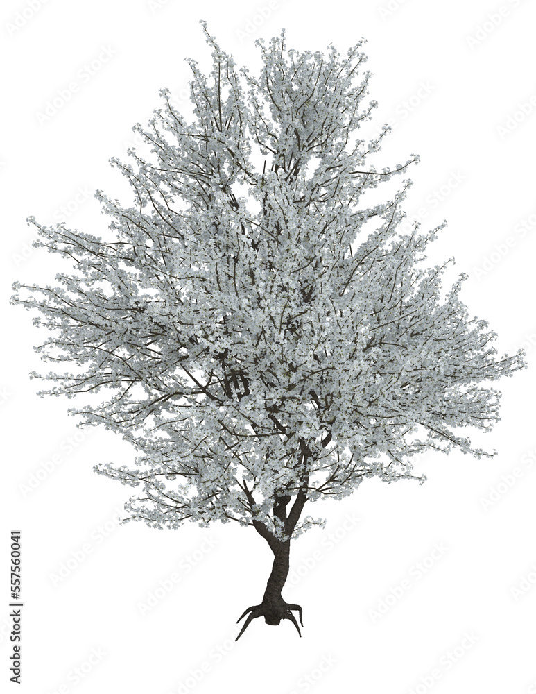 Obraz premium Kirschblüten Baum, Baum, Blüten, weiss, png, Hintergrund transparent 