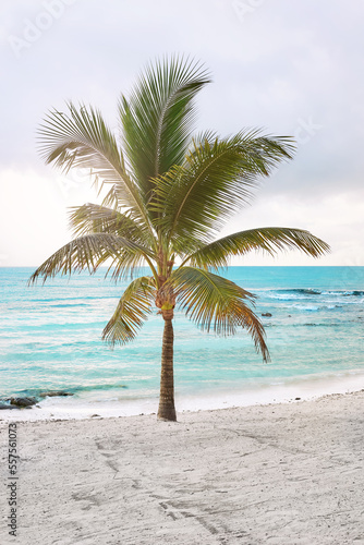 Lonely coconut palm tree on a tropical beach.